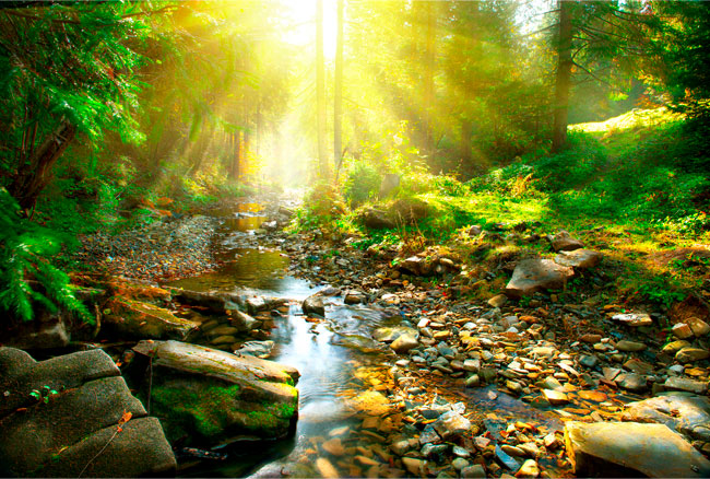 Fotomurales de vinilos atardecer río en el bosque